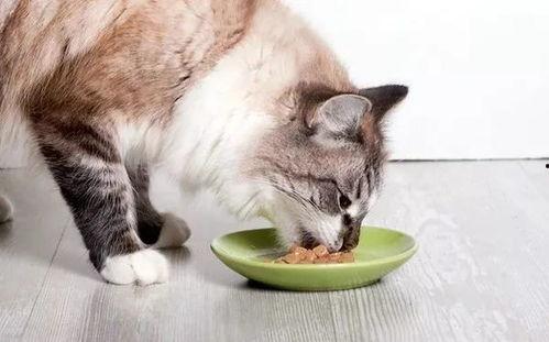 娱乐圈吃瓜猫是谁啊图片,揭秘网络红人的真实身份