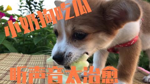 娱乐吃瓜菌小狗视频大全