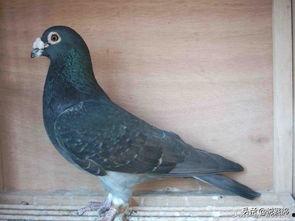 娱乐吃瓜君鸽子,樱桃采摘与烤鸽美食，体验田园半日休闲之旅”