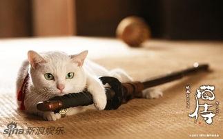 娱乐吃瓜君猫猫,揭秘娱乐圈那些不为人知的幕后故事