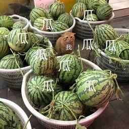 这几年吃的娱乐瓜,盘点近年热门娱乐瓜